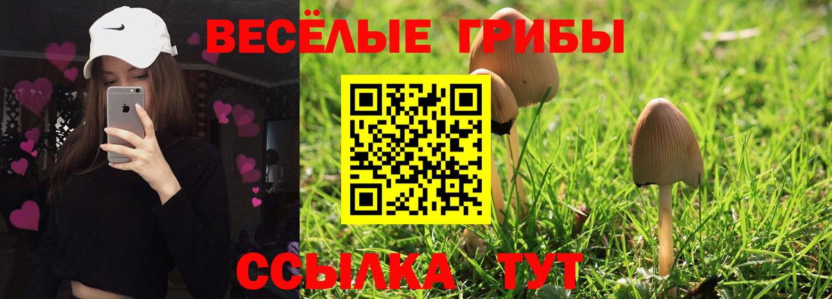 купить   Псилоцибиновые грибы GOLDEN TEACHER  Алексин  Вход с VPN  Псилоцибиновые грибы Psilocybine cubensis 